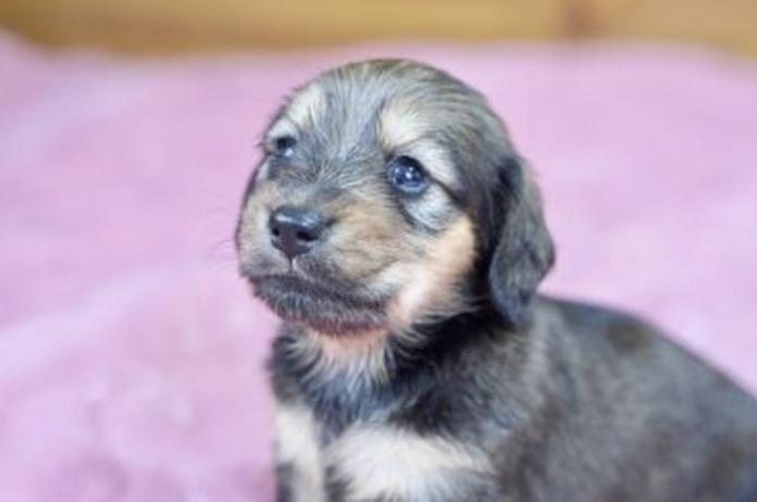 カニンヘンダックスフンド(ロング)(1575)の子犬情報