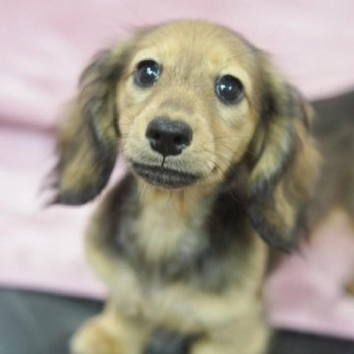 カニンヘンダックスフンド(ロング)(滋賀県・女の子・2026/05/31・シェイデッドイエロー)の子犬情報! | 橋本 哲也ブリーダー(1575)