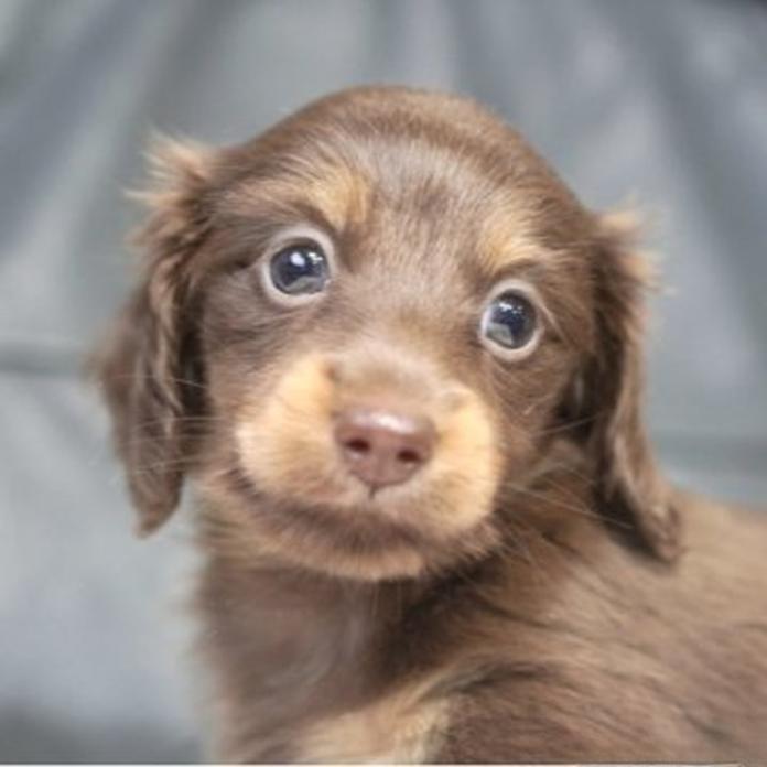 カニンヘンダックスフンド(ロング)(1812)の子犬情報