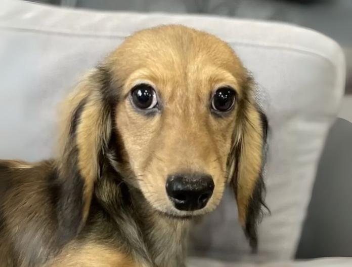 犬のプロフィール画像