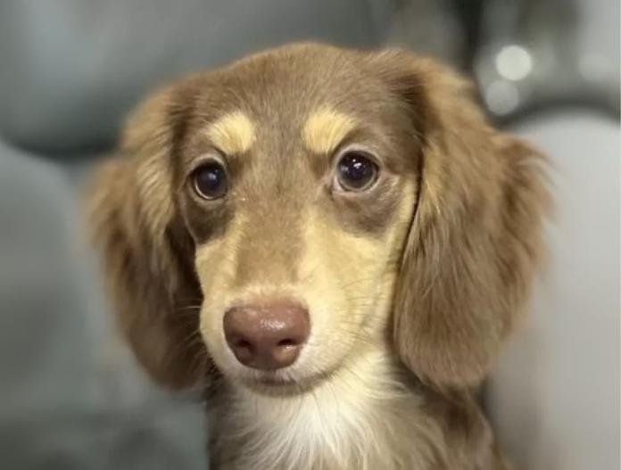 犬のプロフィール画像