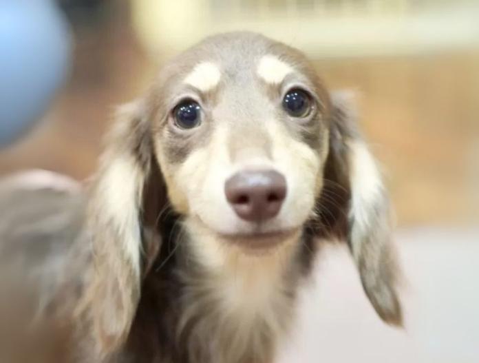 犬のプロフィール画像