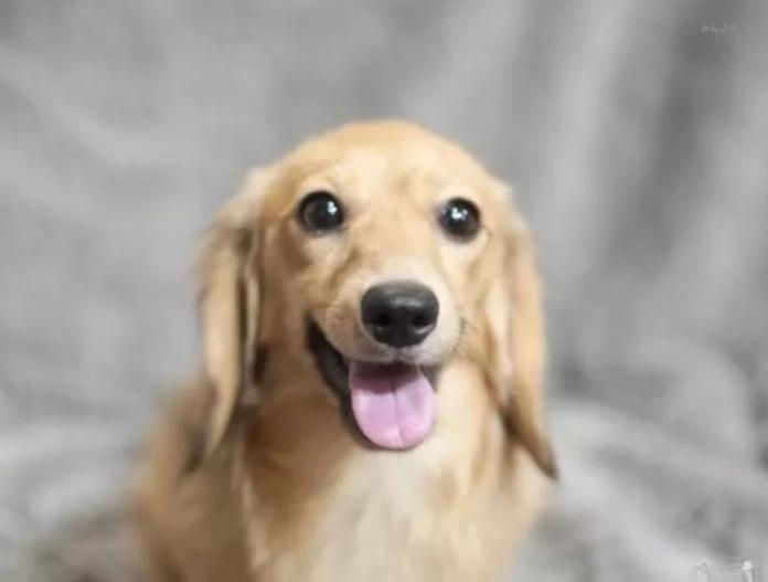 犬のプロフィール画像