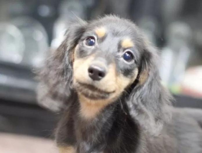 犬のプロフィール画像