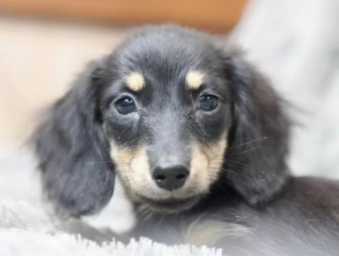 犬のプロフィール画像
