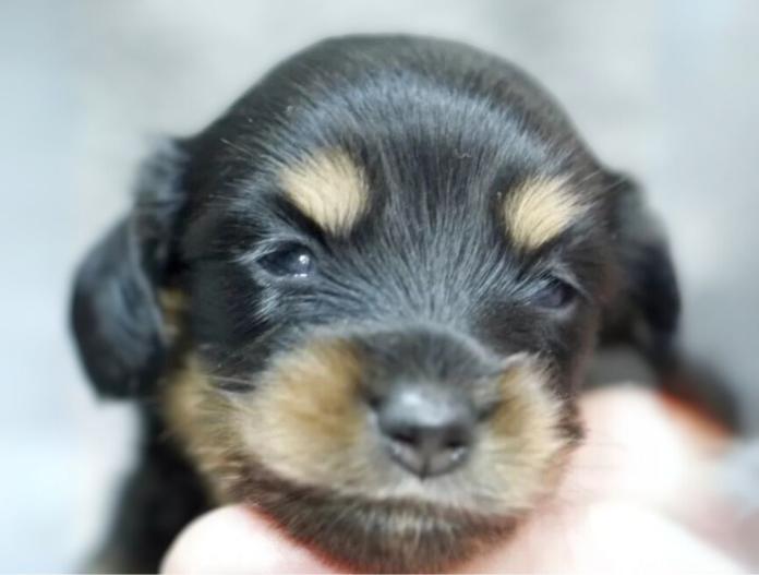 犬のプロフィール画像