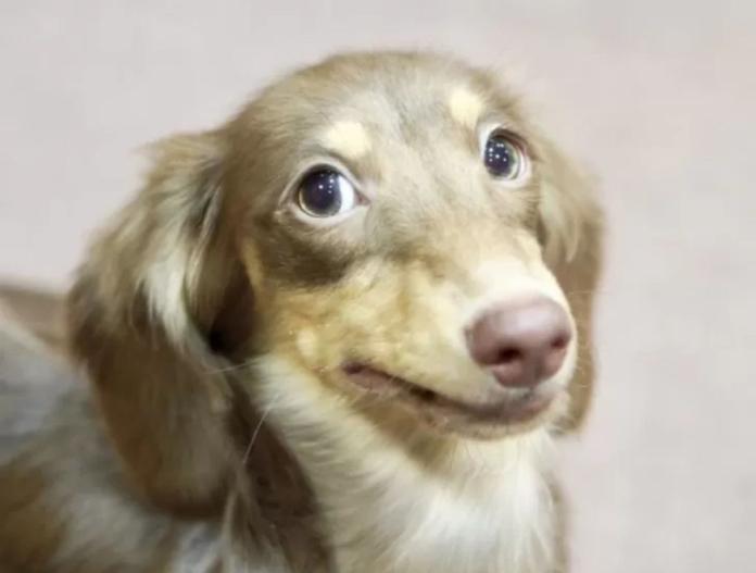 犬のプロフィール画像