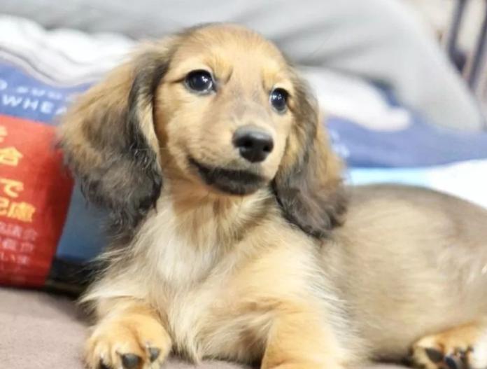 カニンヘンダックスフンド(ロング)(滋賀県・男の子・2025/08/03・シェイデッドイエロー)の子犬情報! | 橋本 哲也ブリーダー(735)