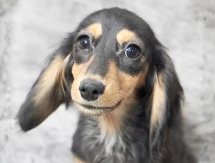 カニンヘンダックスフンド(ロング)(滋賀県・女の子・2025/08/03・ブラックタン)の子犬情報! | 橋本 哲也ブリーダー(896)