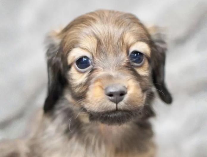 ミニチュアダックスフンド(ロング)(滋賀県・男の子・2025/10/20・シェイデッドレッド)の子犬情報! | 橋本 哲也ブリーダー(898)