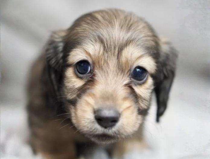 ミニチュアダックスフンド(ロング)(滋賀県・女の子・2025/10/20・シェイテッドイエロー)の子犬情報! | 橋本 哲也ブリーダー(899)