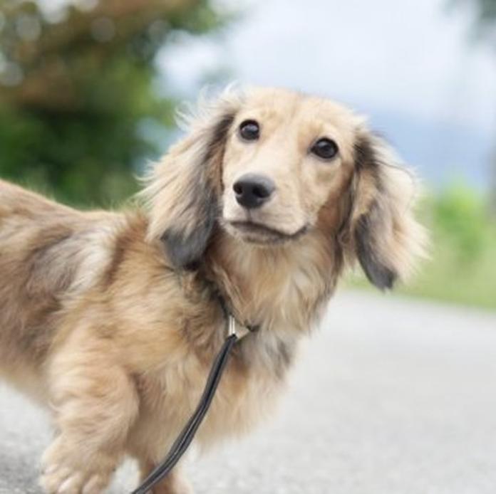 ミニチュアダックスフンド(ロング)(899)の子犬情報