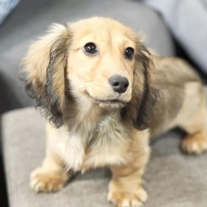 ミニチュアダックスフンド(ロング)(滋賀県・女の子・2025/10/20・シェイテッドイエロー)の子犬情報! | 橋本 哲也ブリーダー(899)