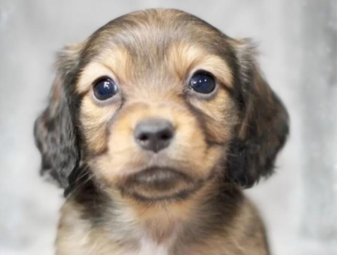 ミニチュアダックスフンド(ロング)(滋賀県・女の子・2025/10/20・シェイテッドレッド)の子犬情報! | 橋本 哲也ブリーダー(900)