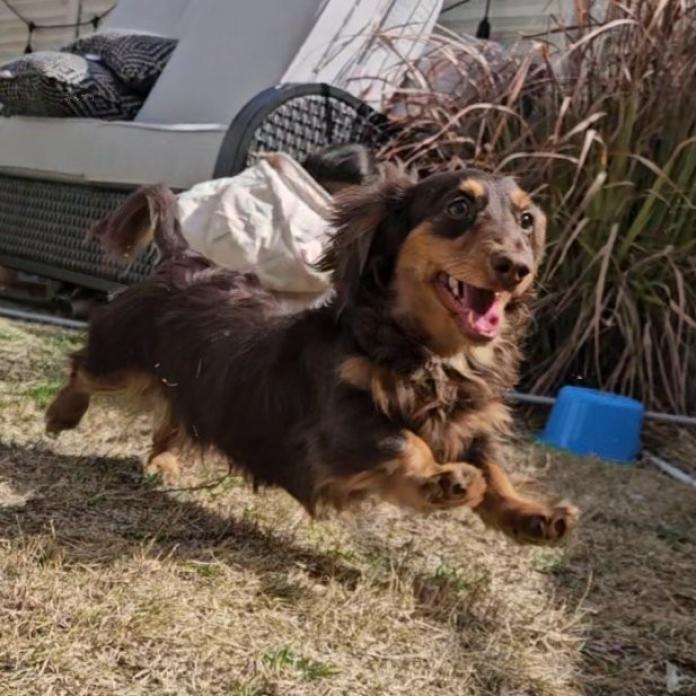 犬のプロフィール画像