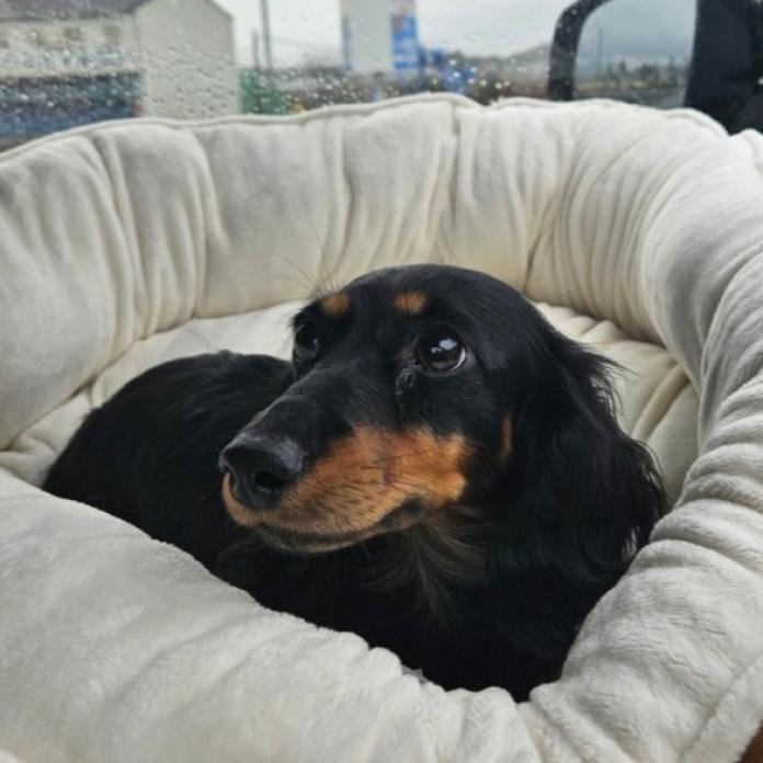 犬のプロフィール画像