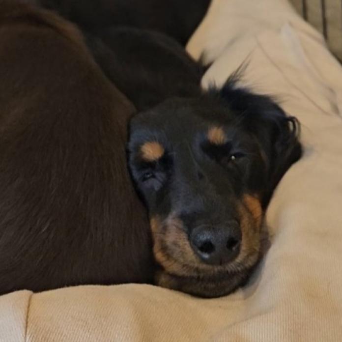 犬のプロフィール画像