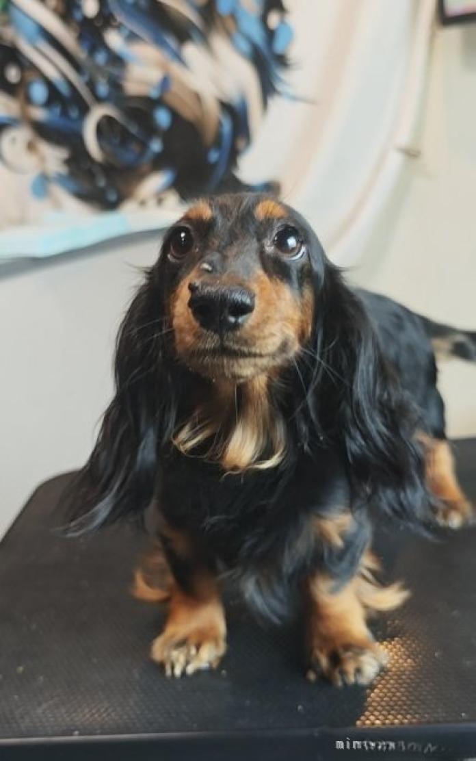 犬のプロフィール画像