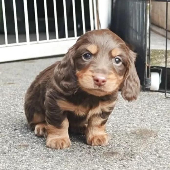 カニンヘンダックスフンド(ロング)(滋賀県・男の子・2025/12/26・チョコレート＆タン)の子犬情報! | 竹内 諒ブリーダー(1100)