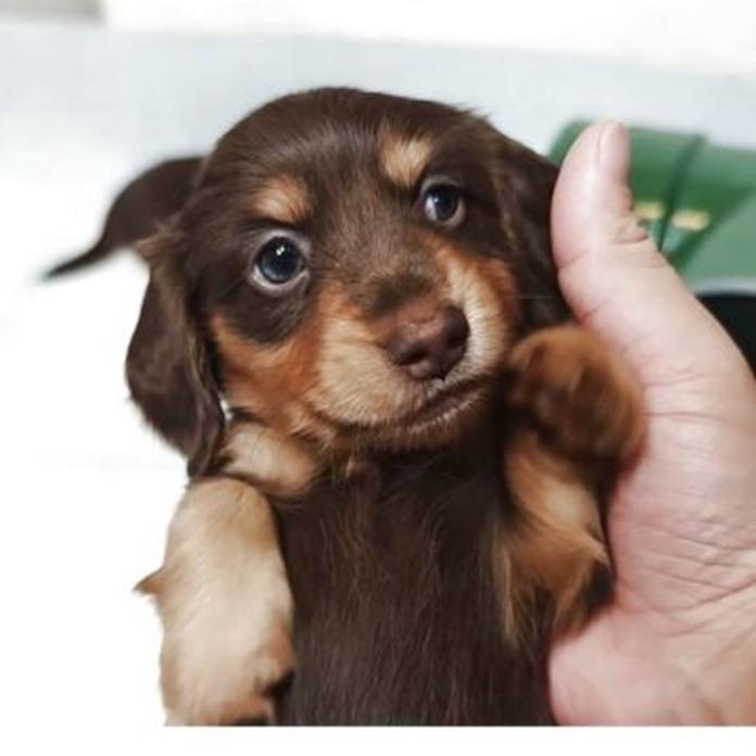 カニンヘンダックスフンド(ロング)(滋賀県・男の子・2026/03/30・ブラウンタン(チョコタン))の子犬情報! | 竹内 諒ブリーダー(1428)