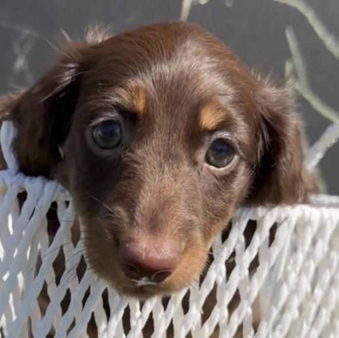 カニンヘンダックスフンド(ロング)(1460)の子犬情報