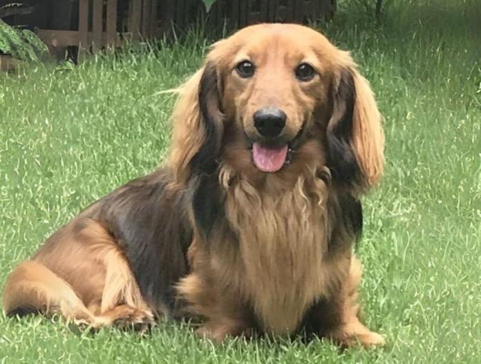 犬のプロフィール画像