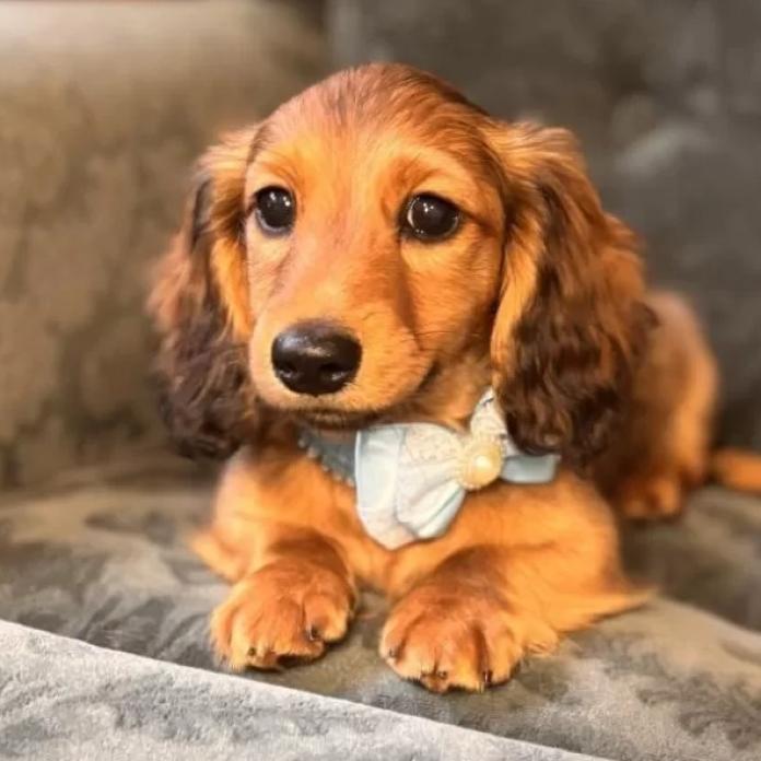 ミニチュアダックスフンド(ロング)(埼玉県・男の子・2025/10/23・シェーデッドレッド)の子犬情報! | 中川 知美ブリーダー(1117)