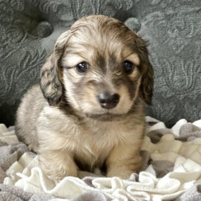 カニンヘンダックスフンド(ロング)(1698)の子犬情報