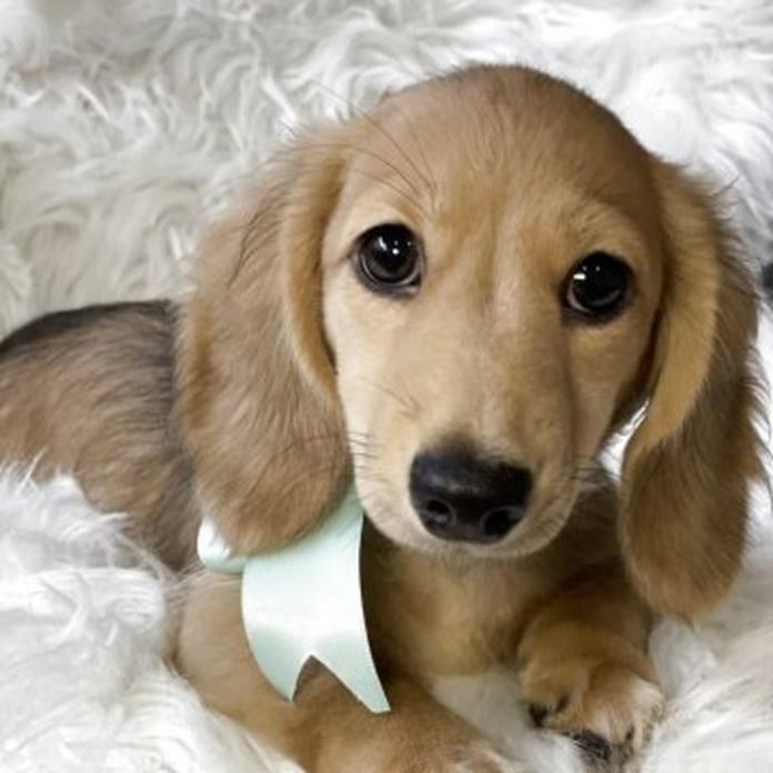 カニンヘンダックスフンド(ロング)(1698)の子犬情報