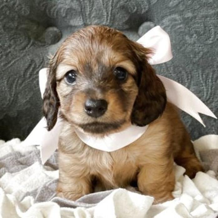 カニンヘンダックスフンド(ロング)(1699)の子犬情報