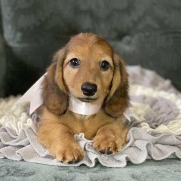 カニンヘンダックスフンド(ロング)(1699)の子犬情報