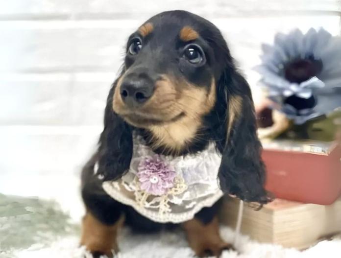 犬のプロフィール画像