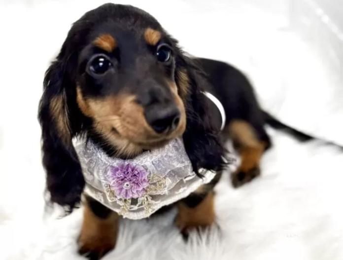 犬のプロフィール画像