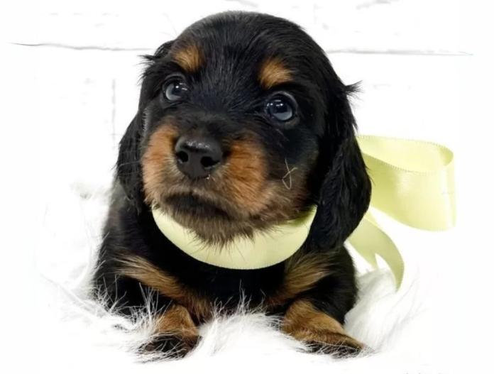 犬のプロフィール画像