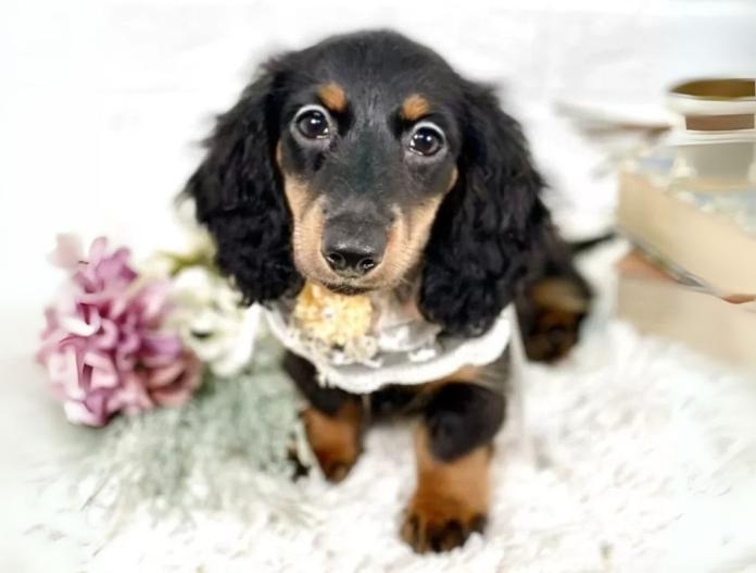 犬のプロフィール画像