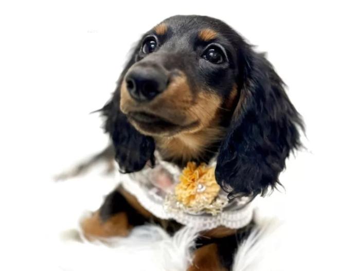 犬のプロフィール画像