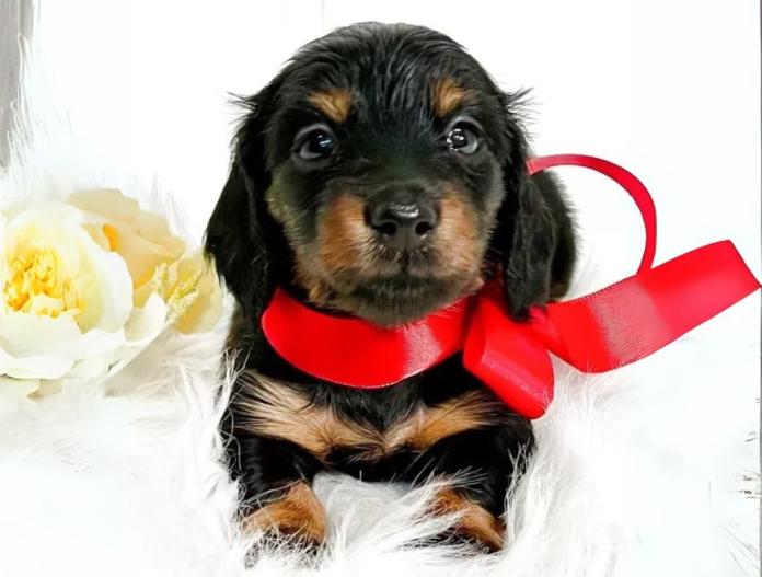 犬のプロフィール画像