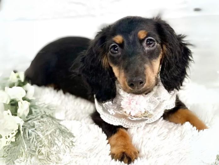犬のプロフィール画像