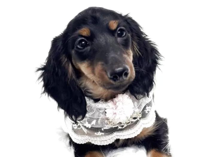 犬のプロフィール画像
