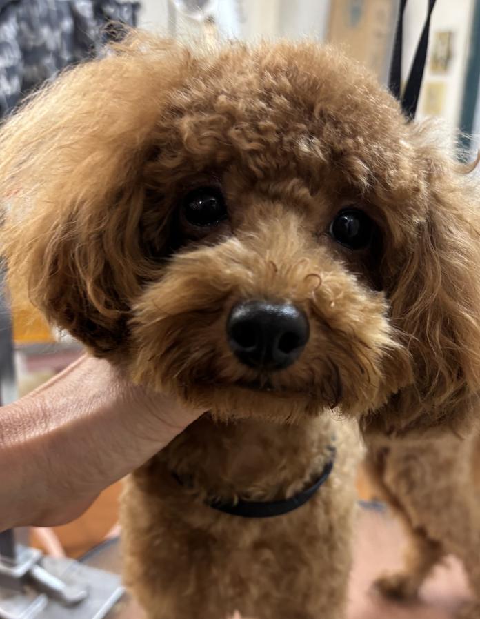 犬のプロフィール画像