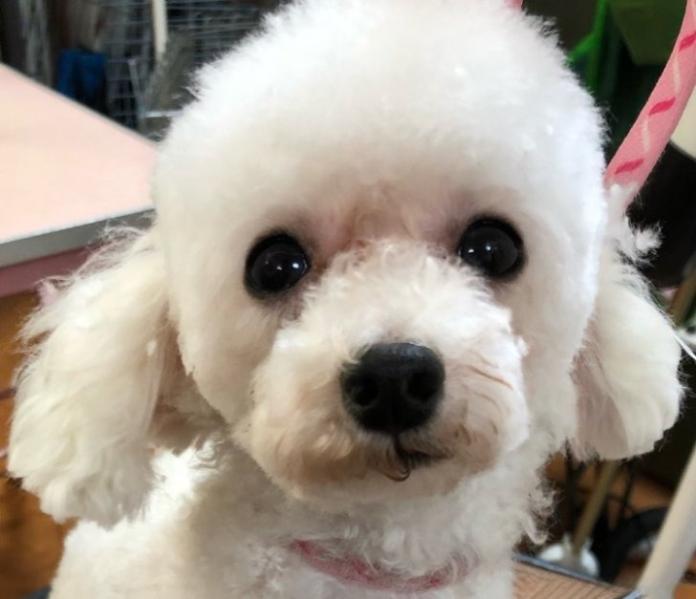犬のプロフィール画像