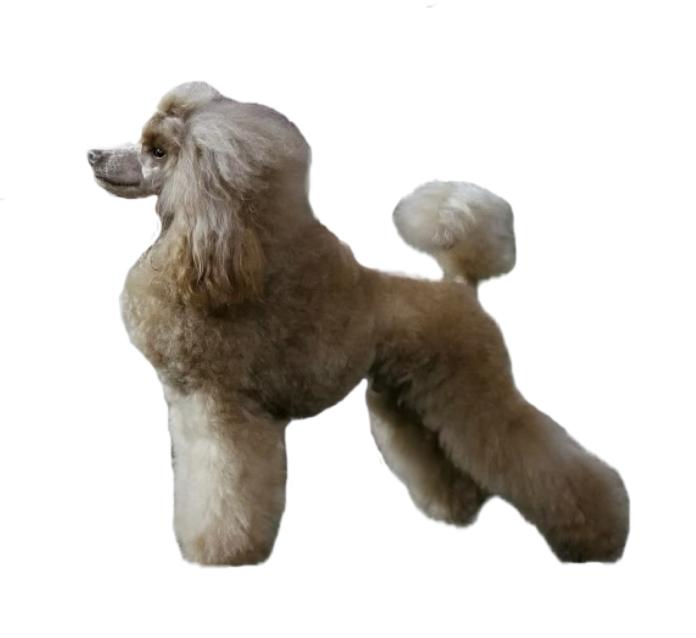 犬のプロフィール画像