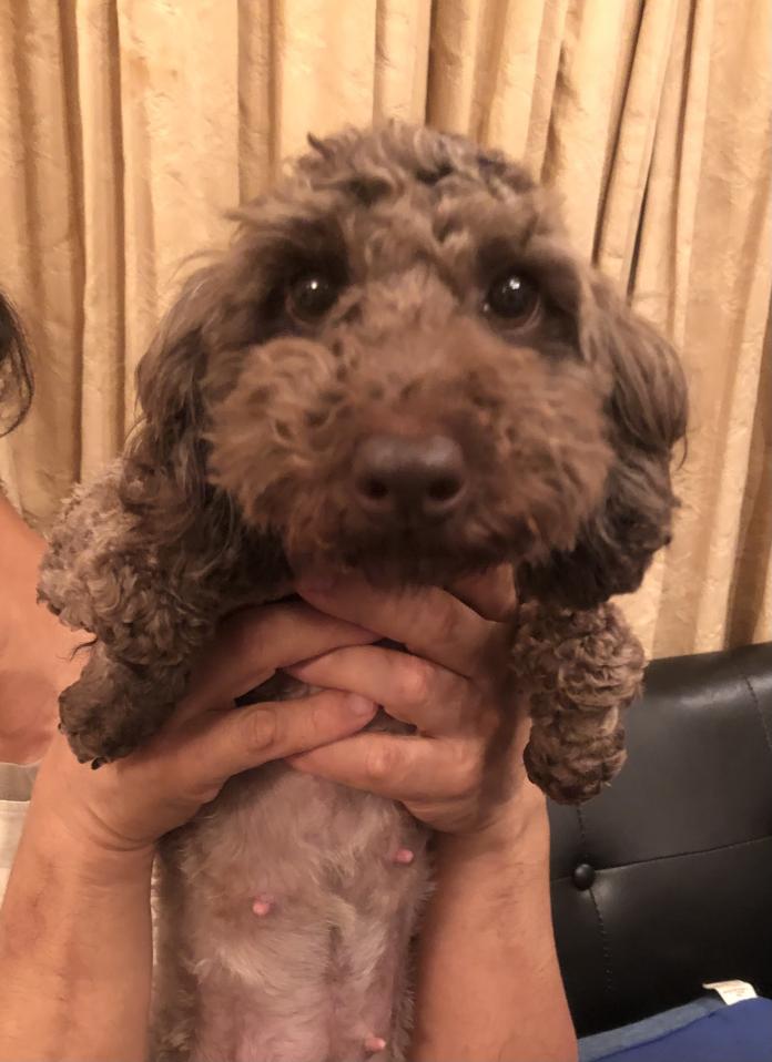 親犬のプロフィール画像