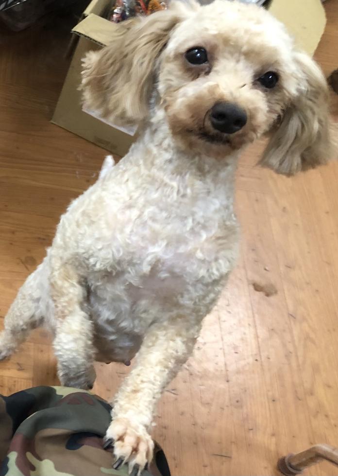 親犬のプロフィール画像