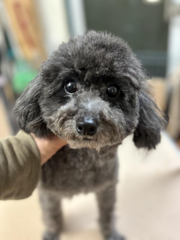 犬のプロフィール画像