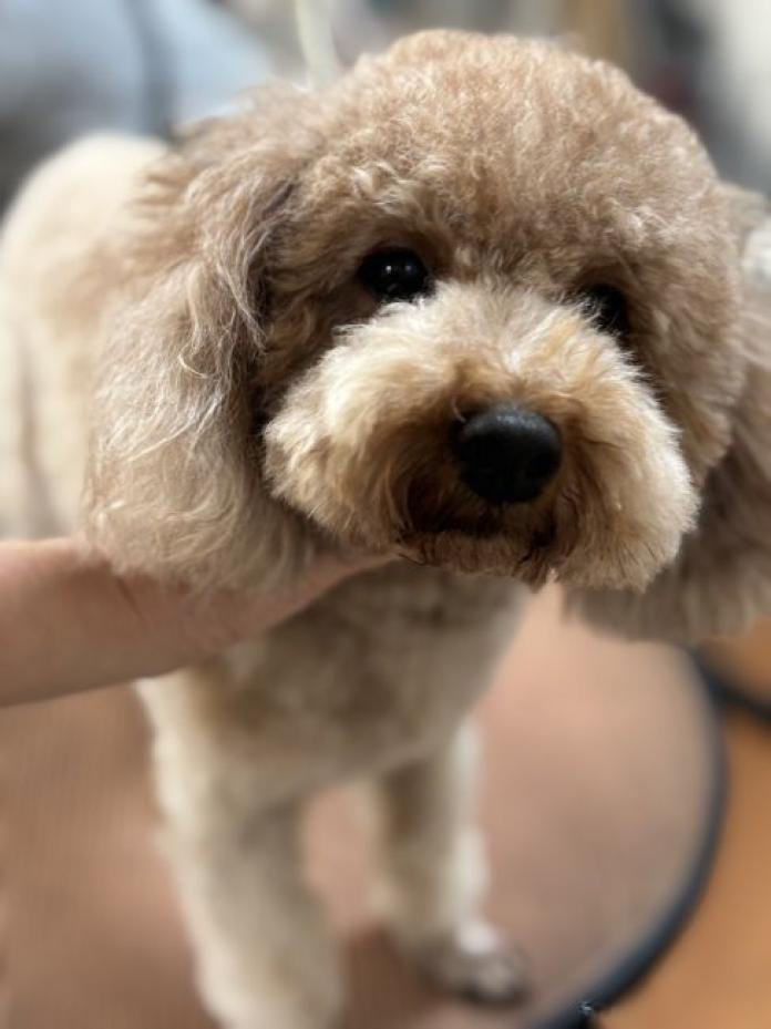 犬のプロフィール画像