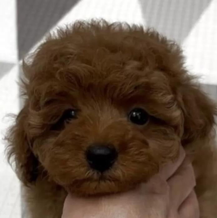 トイプードル(神奈川県・女の子・2025/11/30・レッドフォーン、レッド)の子犬情報! | 鑪 利枝ブリーダー(1037)