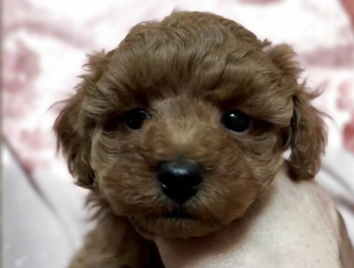 トイプードル(神奈川県・女の子・2025/11/30・レッドフォーン、レッド)の子犬情報! | 鑪 利枝ブリーダー(1038)