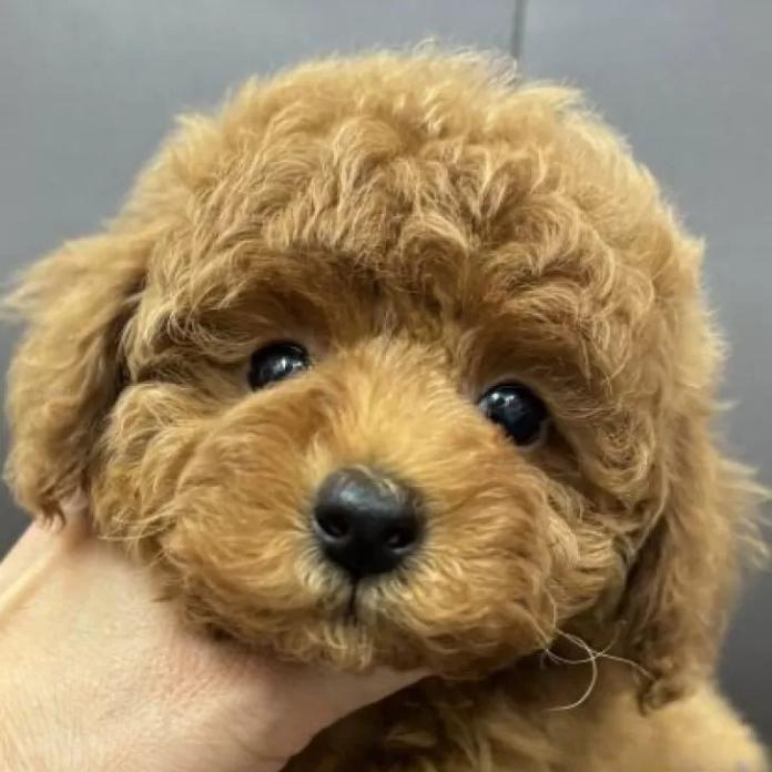 トイプードル(神奈川県・女の子・2025/11/30・レッドフォーン、レッド)の子犬情報! | 鑪 利枝ブリーダー(1038)