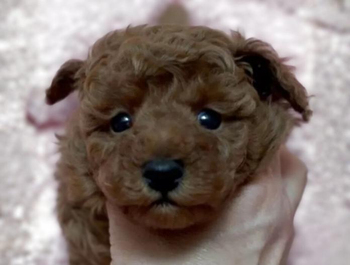 トイプードル(神奈川県・男の子・2025/11/30・レッドフォーン)の子犬情報! | 鑪 利枝ブリーダー(1039)